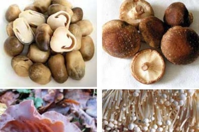 Công bố kết quả kiểm nghiệm nấm ăn tại Hà Nội